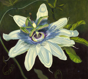 "Passion Flower"